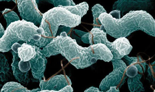 Campylobacter jejuni Campylobacter jejuni
