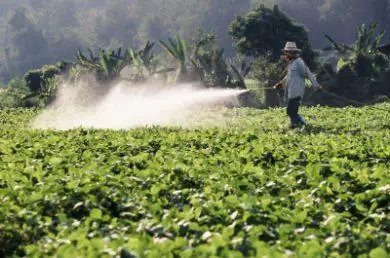 Červená paprika s pesticidy v plzeňském Penny Marketu pesticidy