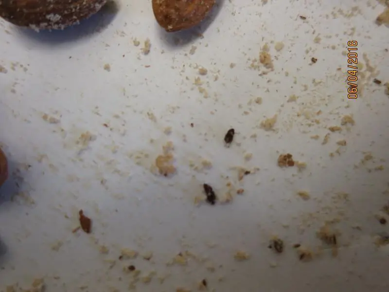 Nebezpečný výrobek: TESCO mandle Jádra 200g