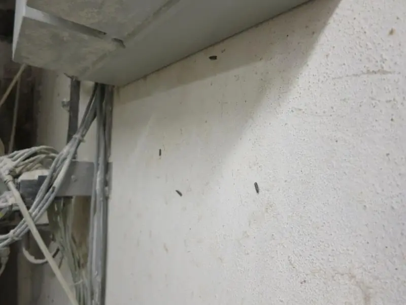 Pekárna uzavřena, ignorována hygiena