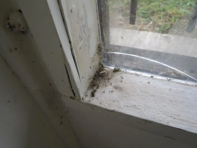 Pekárna uzavřena, ignorována hygiena