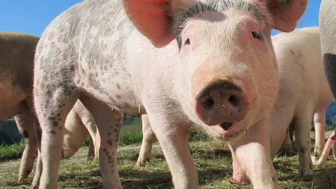 pig-214349_1280
