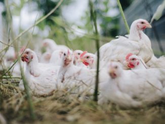 Mimořádná veterinární opatření vůči ptačí chřipce na Pardubicku končí