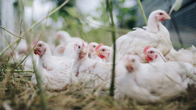 Mimořádná veterinární opatření vůči ptačí chřipce na Pardubicku končí