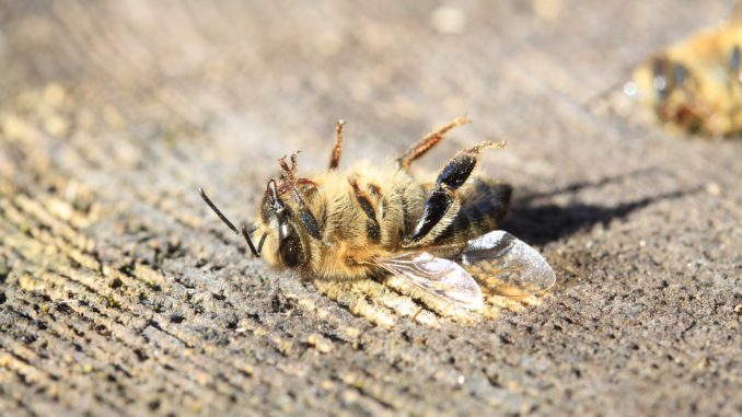 Pesticidy a včely