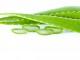 aloe vera superpotraviny
